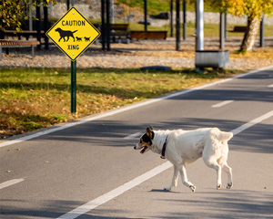 Dog Crossing Symbol Signs