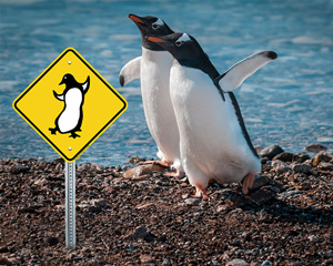 Penguin Crossing Sign