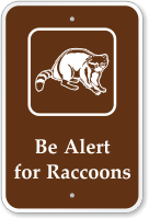Be Alert For Raccoons