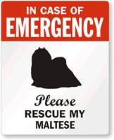Emergency   Maltese Dog